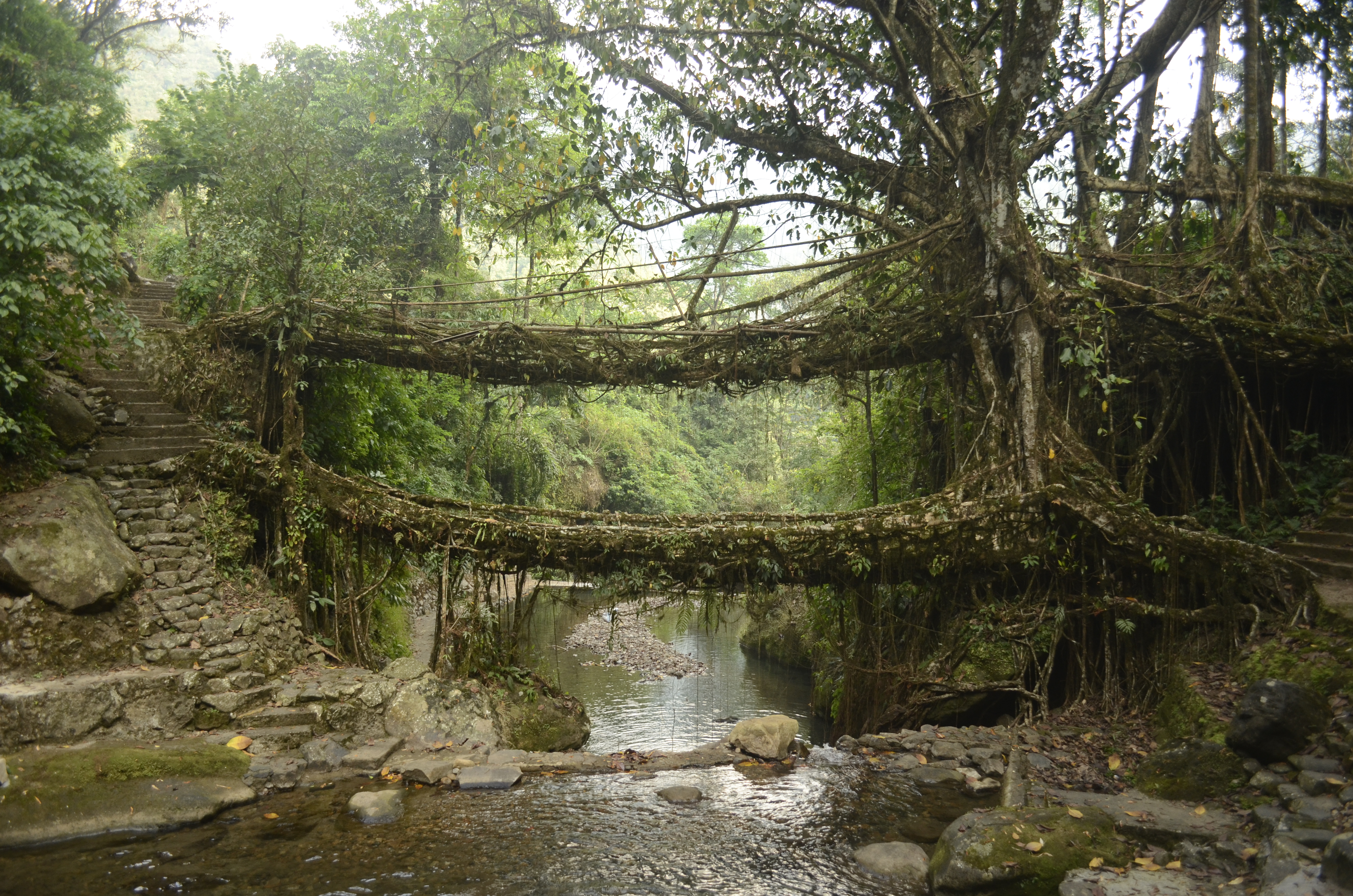 The Living Root Bridges Are Infrastructure Built by People Who Expected Not to See the Result